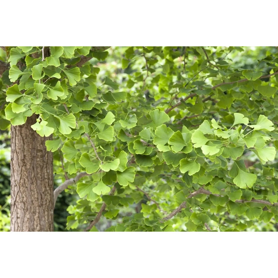 Ginkgo Biloba Fächerblattbaum für den Garten, Höhe: 60–80 cm - Bild 2