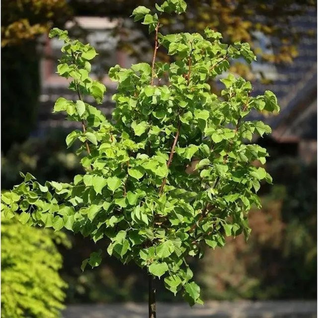 Winter Linde Tilia cordata Hochstamm von Nr-01.de in Orange, Dunkelrot und Frischgrün - Bild 1