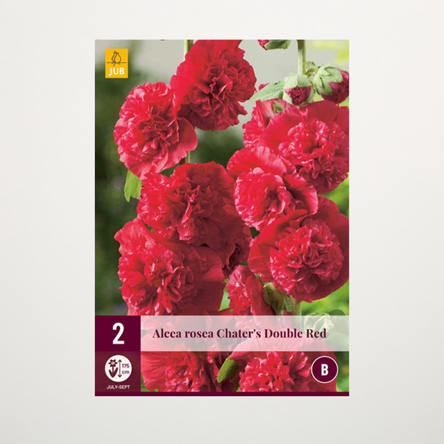 Gefüllte Stockrose Double Red von BLUME2000, 2 Knollen - Bild 1