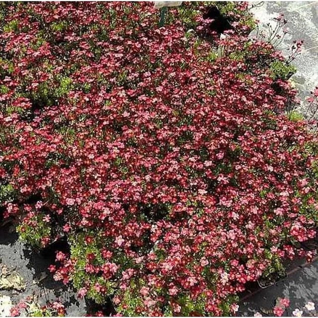 Saxifraga arendsii Moossteinbrech Ingeborg - Gelbe und weiße Blüte als Bodendecker für Steingärten und Staudengärten - Bild 1