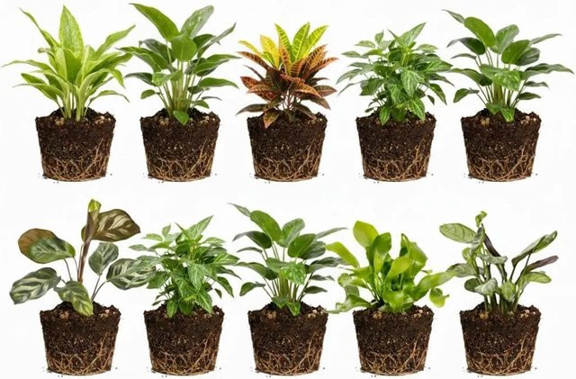 Vdvelde Mini Zimmerpflanzen und Farne für dein Terrarium, 10 Stück, Grün - Bild 1