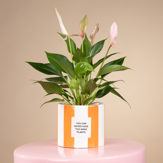 Moderner Keramik Übertopf von BLUME2000 mit Streifendesign in Orange und Weiß, Durchmesser: 12,0 cm, Höhe: 10,7 cm - Bild 1