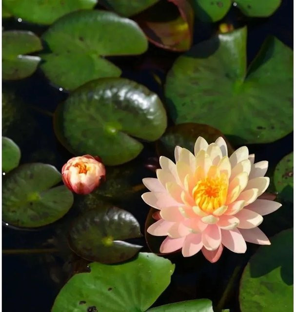 Seerose Paul Hariot Nymphaea für den Teich - Bild 1