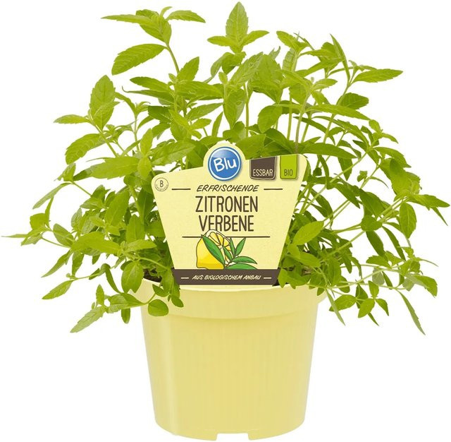 Blu Bio Zitronenverbene Aloysia im Topf mit Ø ca. 12 cm - Bild 1