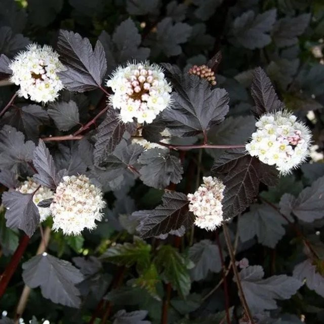 Arborix Blasenspiere Red Baron Physocarpus opulifolius mit rotbraunem Laub, 30 bis 40 cm im Container - Bild 1