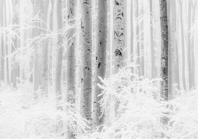 Komar Fototapete Vlies Winter Wood B: 400 cm, H: 280 cm - Bild 1