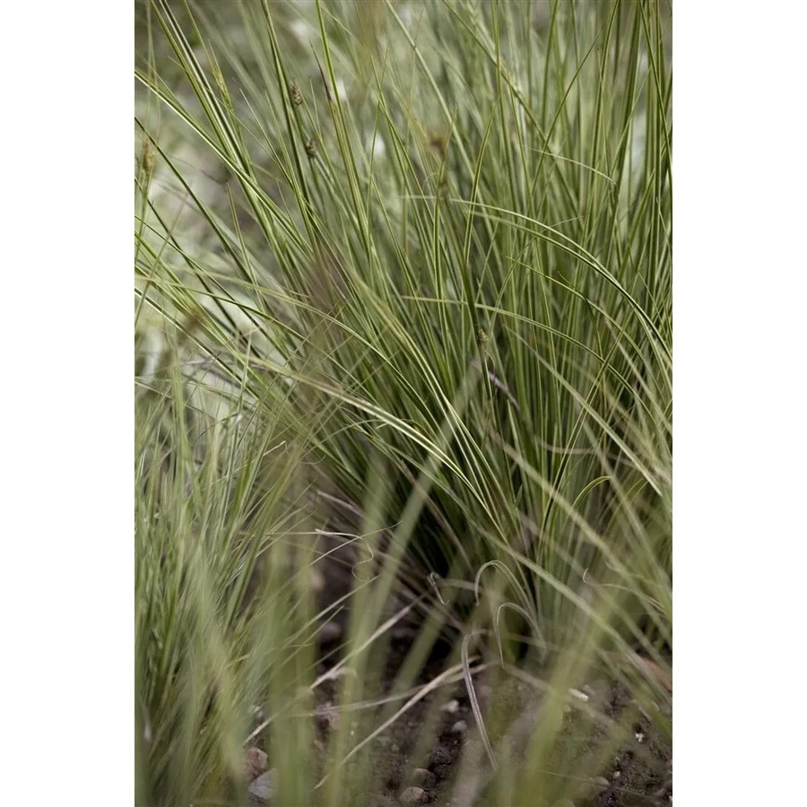 Carex Brunnea Japan-Segge Immergrün, grüne Bodendecker-Pflanze im 2 Liter Container - Bild 2