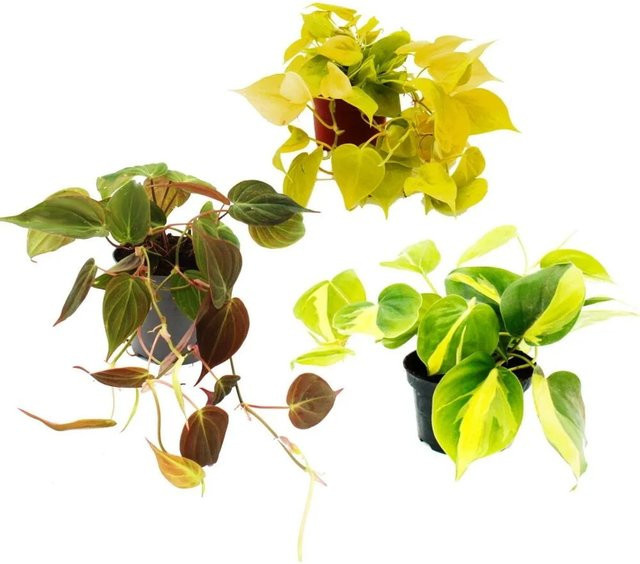 Exotenherz Zimmerpflanzen Trio Rankende Baumfreunde Set mit 3 verschiedenen Philodendron Arten in Grün - Bild 1