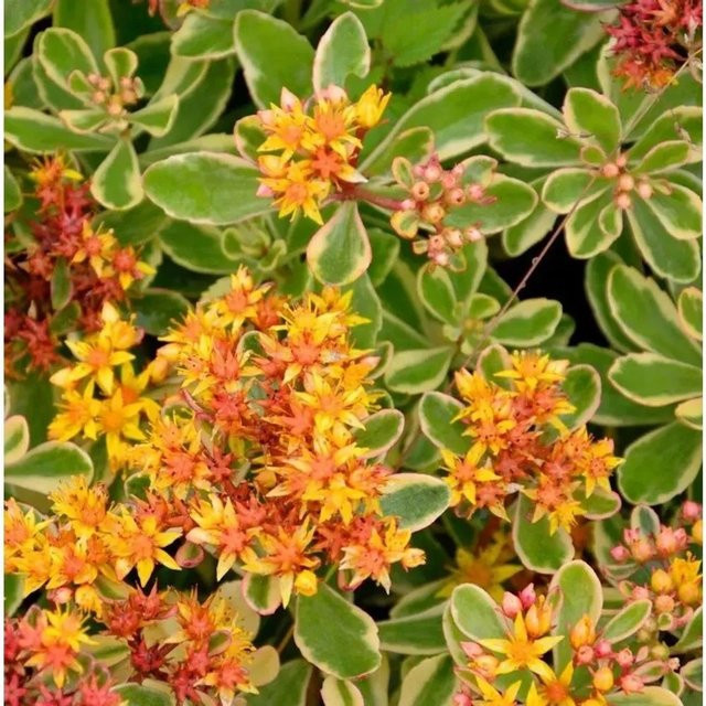 Sedum kamtschaticum Fetthenne Variegatum – Mehrjährige Gartenpflanze von Nr-01.de - Bild 1