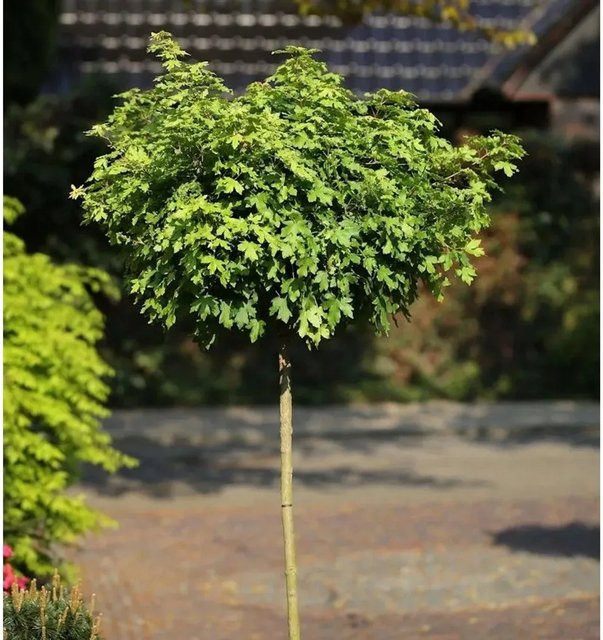 Feldahorn Nanum Acer campestre Hochstamm Kugelbaum von Nr-01.de, 80-100 cm - Bild 1