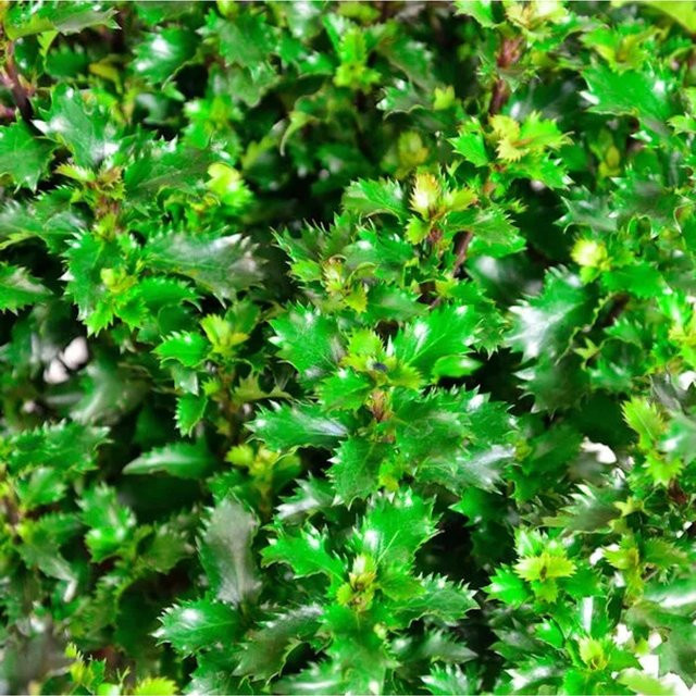 Amerikanischer Ilex Little Rascal Ilex meserveae Kugelschnitt, grün, 30-40 cm - Bild 1