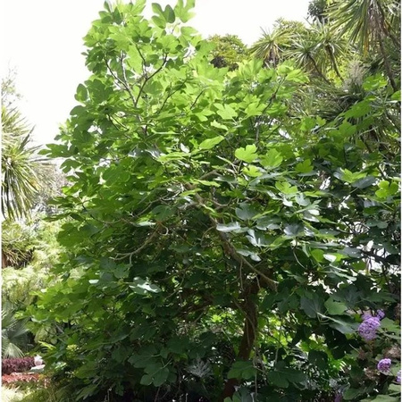 Feigenbaum Osborn Prolific Ficus carica als Obstbaum für den Freilandbereich, Höhe: 30-40 cm