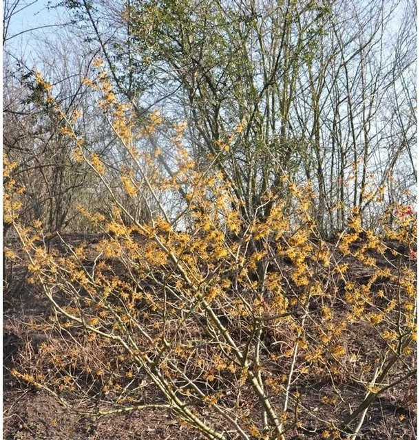 Hamamelis intermedia Zaubernuss Orange Beauty Großstrauch, Höhe: 80-100 cm - Bild 1