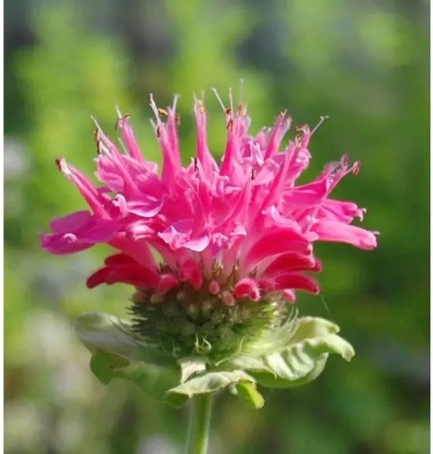 Monarda fistulosa Indianernessel Scorpion, pinkfarbene Staude für Rabatten und Staudenbeete - Bild 1