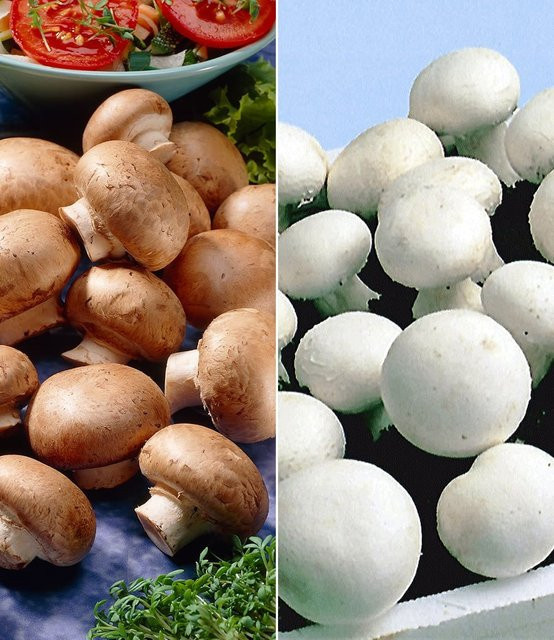 Champignon-Kultur Kollektion - Bild 1
