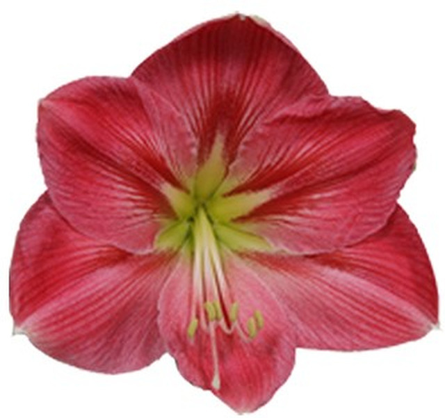 Amaryllis Sweet Pink Blume von BLUME2000 in Rosa - Bild 1