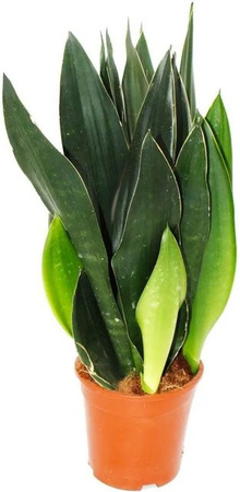 Exotenherz Sansevieria Trifasciata Black Diamond Schwarzer Bogenhanf Zimmerpflanze in Schwarz, Höhe: 50 cm