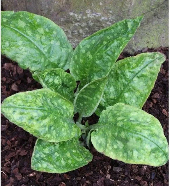 Echtes Lungenkraut Sissinghurst White Pulmonaria officinalis von Nr-01.de in Weiß - Bild 1