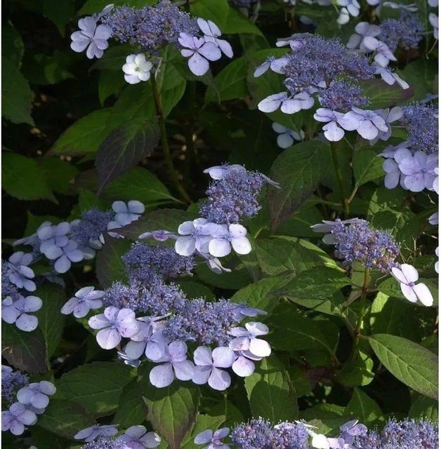 Hydrangea serrata Hortensie Bluebird in Blau und Pink als Zierstrauch für den Garten - Bild 1