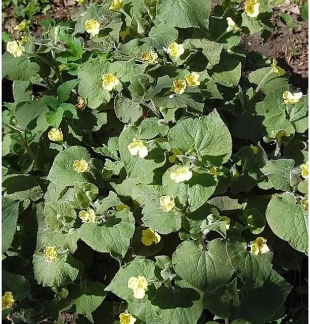 Saruma henryi Herzblattwurz als mehrjährige Gartenpflanze im Topf - Bild 1