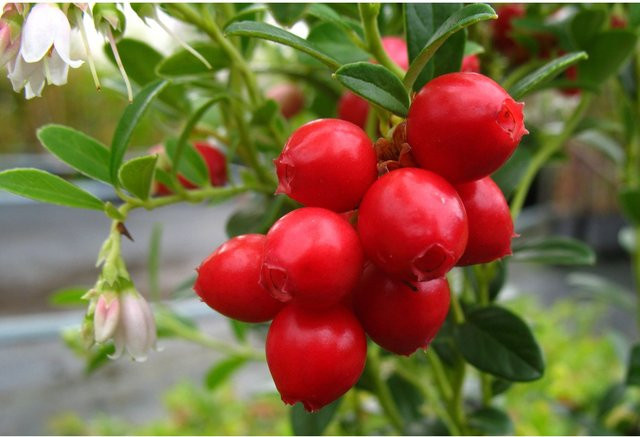 AMO Preiselbeere Red Pearl, 3 Pflanzen - Bild 1
