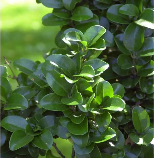 Japanischer Liguster Ligustrum japonicum als grüne Heckenpflanze oder Solitärgehölz, Topfgröße 25-30 cm - Bild 1