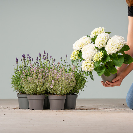 BLUME2000 Balkon-Mix mit Hortensie, Lavendel und Thymian, 6 Stück