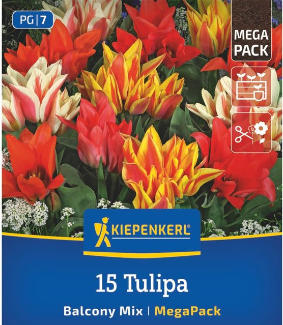 Kiepenkerl Mega-Pack Botanische Tulpen Balkonzauber Mischung, 15 Zwiebeln, bunt - Bild 1