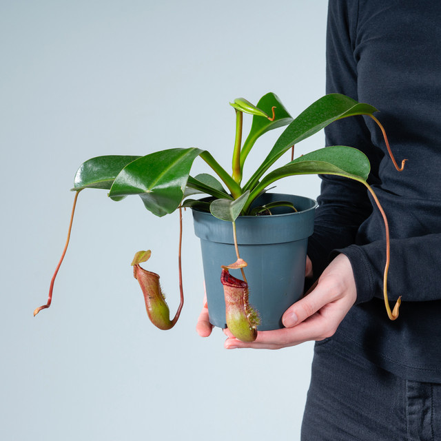 Nepenthes alata Kannenpflanze von BLUME2000 in Grün als Topfpflanze für hellen Standort - Bild 1