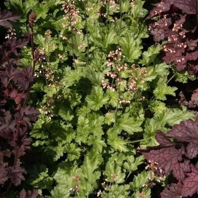 Heuchera micrantha Purpurglöckchen Strawberry Swirl als mehrjährige Bodendecker-Pflanze für den Garten - Bild 1