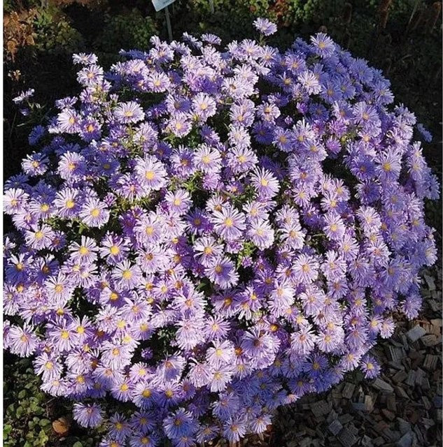 Kissenaster Lady in Blue Aster dumosus blauer Bodendecker - Bild 1