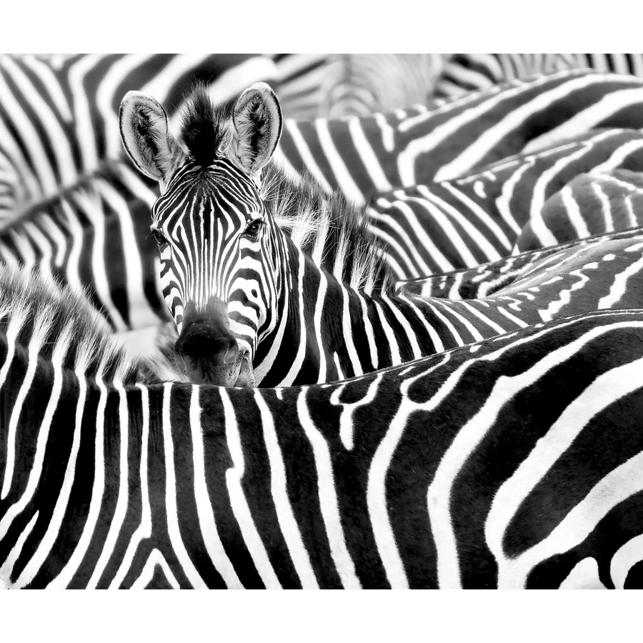 Rasch Digitaldruck African Queen III Zebra Tapete in Schwarz-Weiß, Breite: 2,65 m, Höhe: 3,18 m - Bild 2