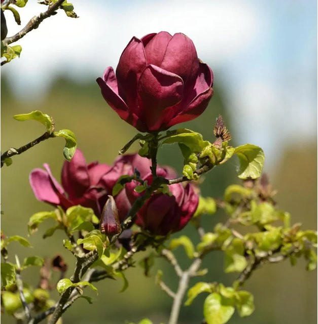 Schwarzrote Tulpenmagnolia Magnolia als Strauch von Nr-01.de in den Farben Schwarz, Rot und Violett mit einer Höhe von 40-60 cm - Bild 1