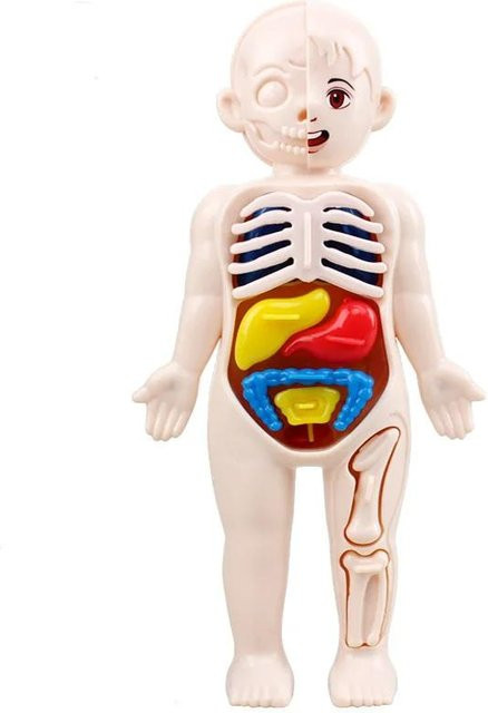 Montessori Wissenschaftliche Bildung Menschlicher Körper Anatomie Modell, ab 6 Jahre - Bild 1