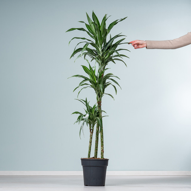 Drachenbaum Dracaena Warneckei von BLUME2000, grün-weiß gestreiftes Blattwerk, Zimmerpflanze zur Luftreinigung - Bild 1