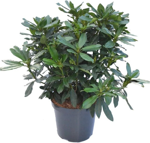 Rhododendron Alpenrose Madame Masson Strauch in Topf, Höhe: ca. 35 cm - Bild 1