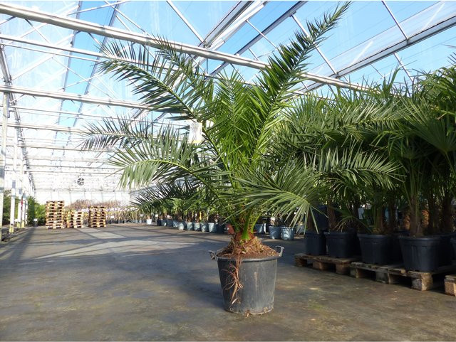 Phoenix canariensis Kanarische Dattelpalme von Grünwaren, Höhe: 230 cm, Durchmesser: 200 cm, winterhart - Bild 1