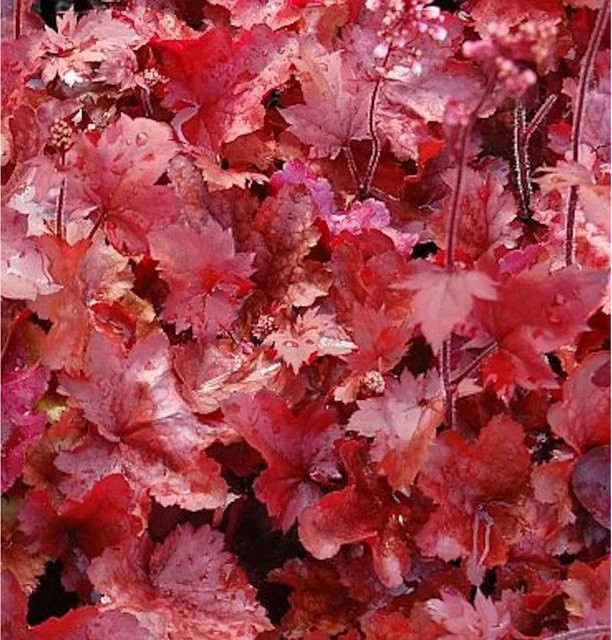 Heuchera cultorum Silberglöckchen Fire Chief Blattschmuckpflanze Rot - Bild 1