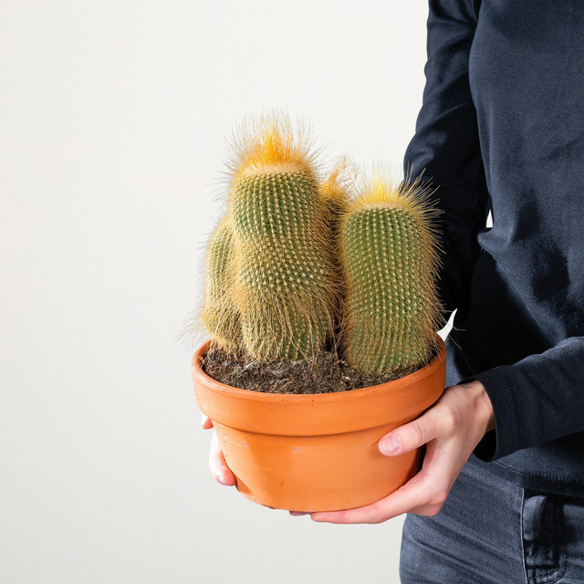 Eriocactus leninghausii Goldsäulen-Kaktus von BLUME2000 in grün und gold im Tontopf - Bild 1