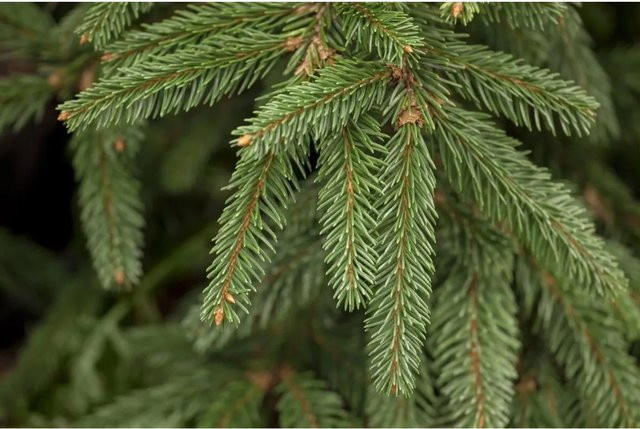 Picea Abies Inversa Hänge-Fichte als Zierbaum für deinen Garten, Höhe: 60–70 cm - Bild 1