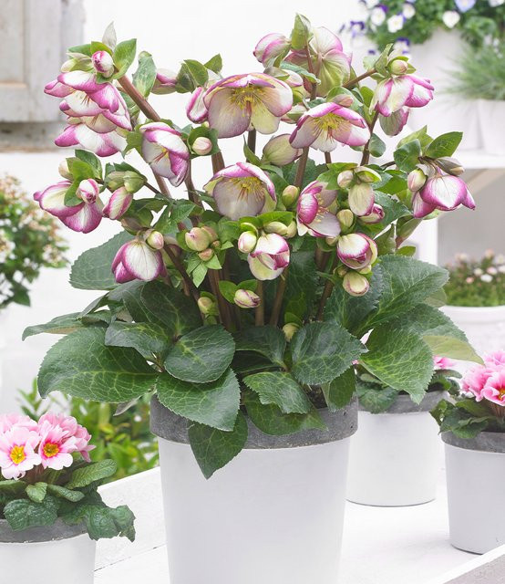 Helleborus Frostkiss Glenda's Gloss als winterblühende Gartenstaude für Beet und Kübel - Bild 1