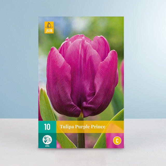 Tulpenzwiebeln Purple Prince von BLUME2000 für Balkon und Terrasse, 10 Stück - Bild 1