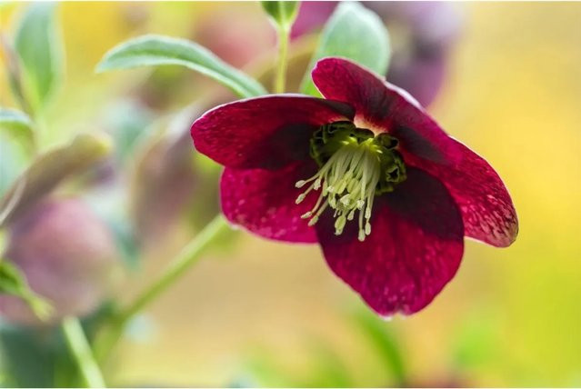 Rote Lenzrose Helleborus X Orientalis als wintergrüne Staude im Topf - Bild 1