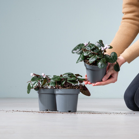 3er Set weißes Cyclamen coum Alpenveilchen von BLUME2000 als Topfpflanze für Balkon und Kübel
