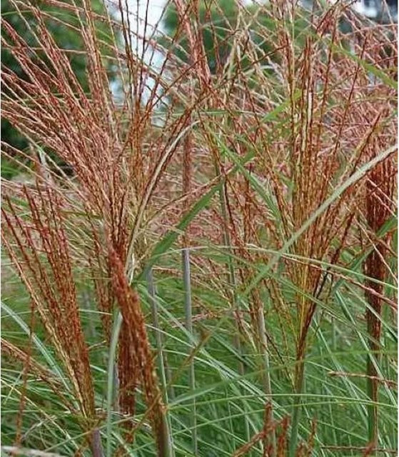 Chinaschilf Graziella Miscanthus sinensis im XXXL Topf - Bild 1