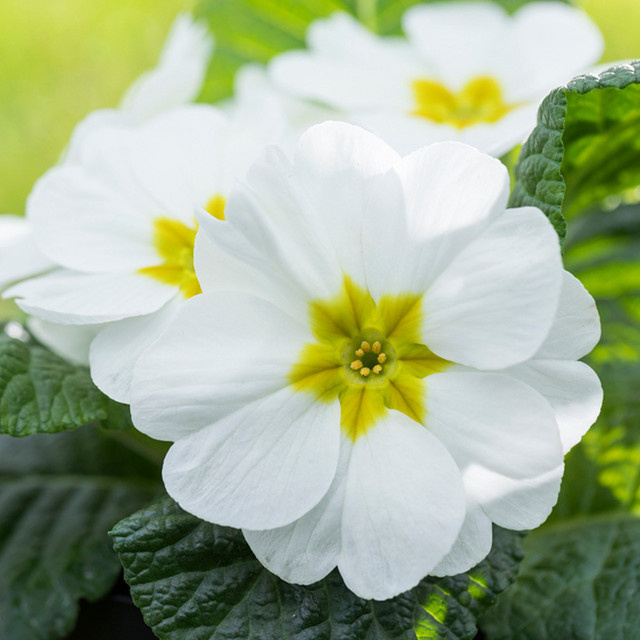 Weiße Kissenprimula als mehrjährige Gartenpflanze von Mein schöner Garten Shop - Bild 1