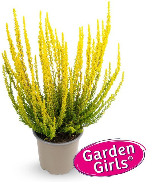 Besenheide Sunset Zelda Gardengirls gelbe Staude für deinen Garten und Balkon - Bild 1