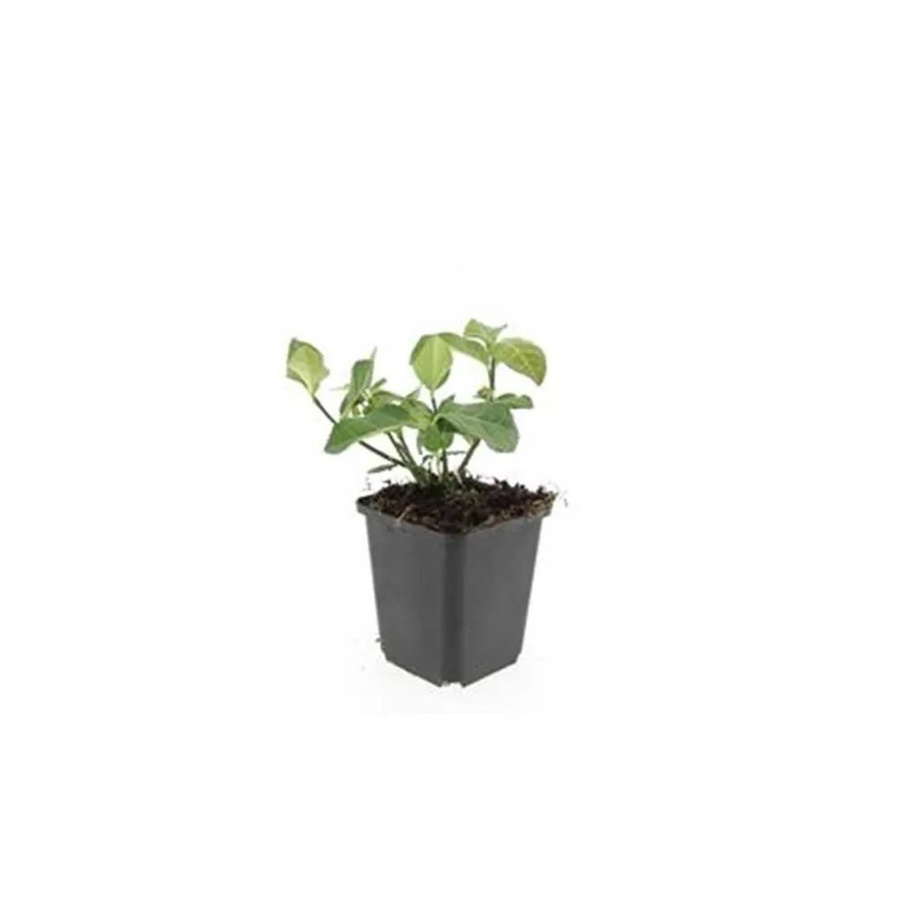 Exotenherz Bodendecker Spindelbaum Euonymus Fortunei Darts Blanket Set mit 60 Pflanzen im 9cm Topf - Bild 2