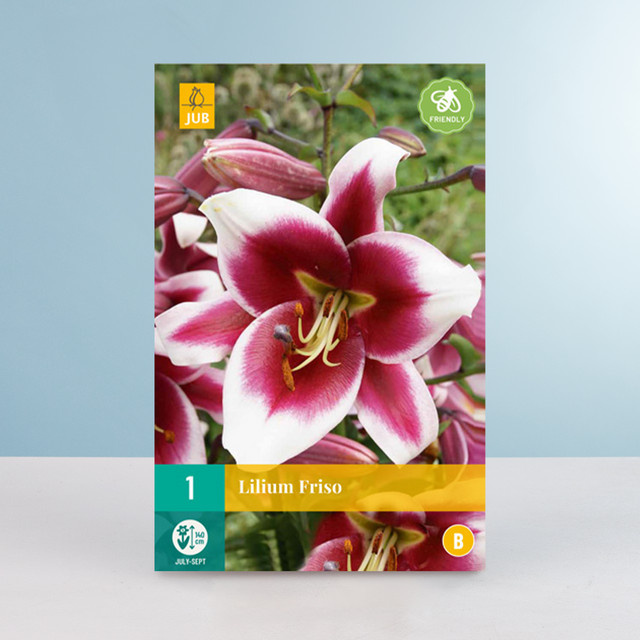 Baum-Lilie Friso Knolle von BLUME2000 - Bild 1