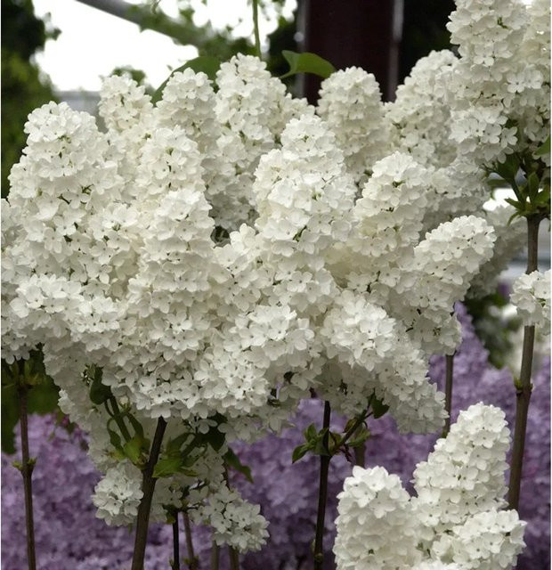 Edelflieder Florent Stepman Syringa vulgaris weiß ornamental Zierstrauch von Die Nr-01.de - Bild 1
